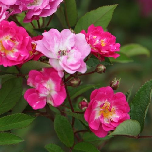 Rózsaszín - Rózsa - Petra's Perpetual - Online rózsa rendelés